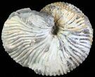 Hoploscaphites Nodosus Ammonite - South Dakota #62597-1